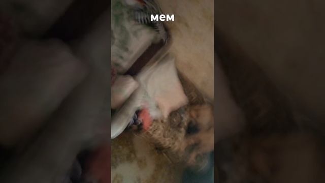 прикольный мем