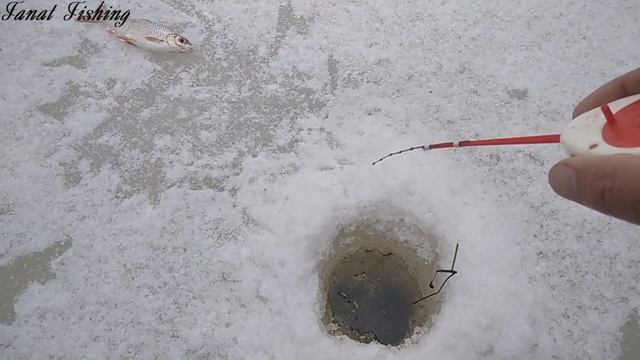 Весна в разгаре. Зимняя рыбалка на безмотылку.