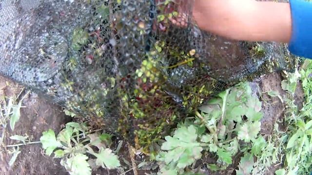 Рыбалка на раколовку на речке!