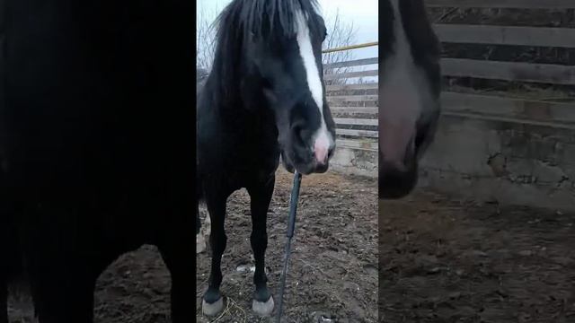 лошадь смешная :) смотреть онлайн