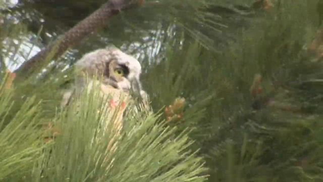 Wildlife & Sound смотреть онлайн