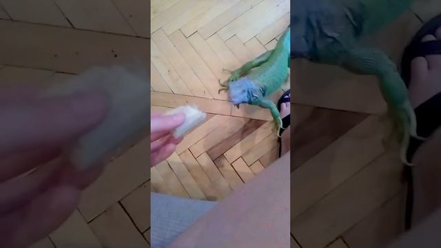 Игуана и банана
