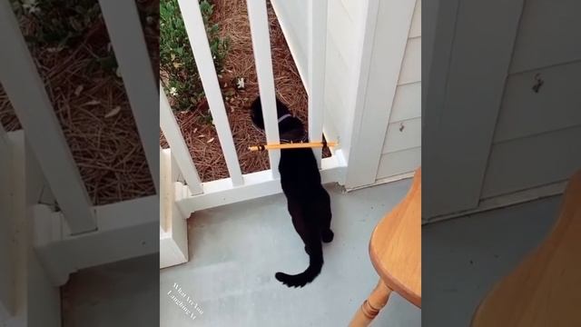 Чтобы не убежал