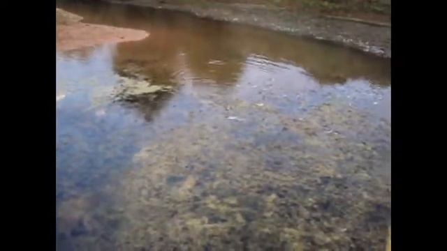 Голавль на Садковском канале. смотреть онлайн