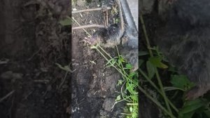 Как поймать крота кротоловкой