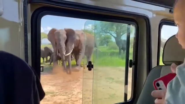 Сафари Танзания