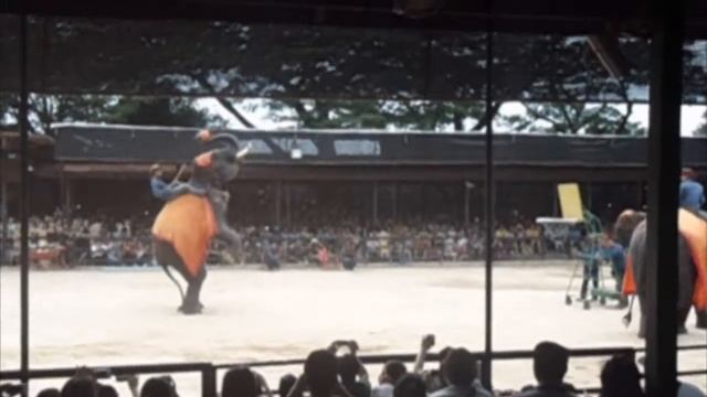 Mcsam в Тайланде #7 Парк Nong Nooch Part2.