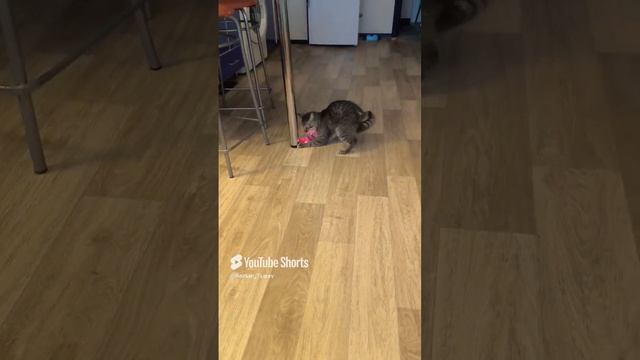 Новая приблуда для шерстяного 😁 #shorts смотреть онлайн