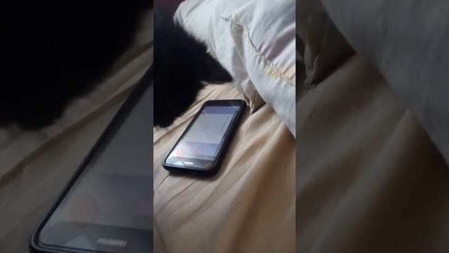 Уникальный кот, ловит мышку. смотреть онлайн