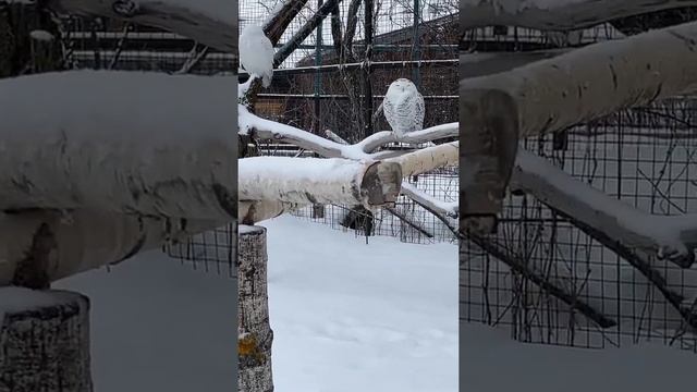 Поездка в Ижевск на соревнование Рафаэля март 2022 смотреть онлайн