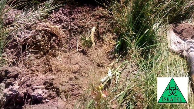 Инвестиции на будущее или сеем абрикос в лесу) смотреть онлайн