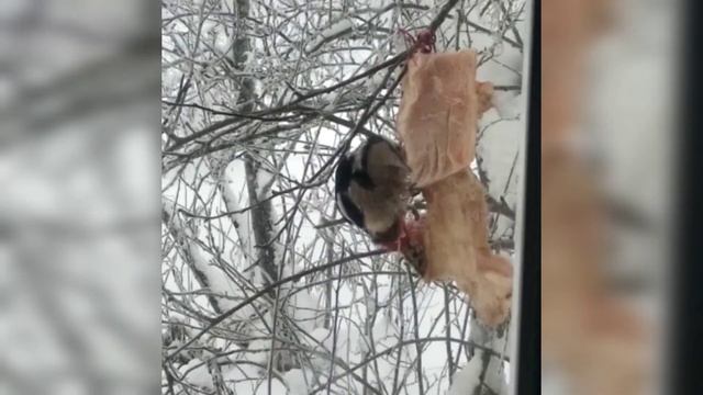 Крутой дятел!🐦