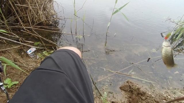 ловля щуки