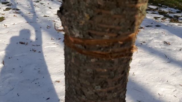 Хто порізав вишневий садок на Космонавтів? Слідство має вже перші доказию  5 лютого 2021 р.