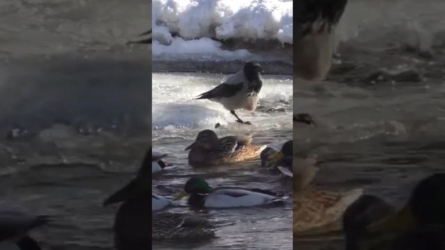 ворона подорвалась на мине осталась без одной ноги смотреть онлайн