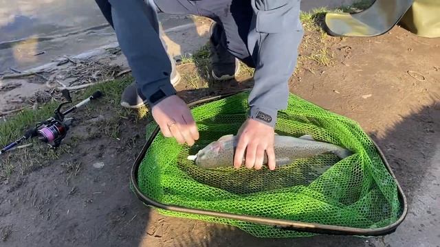 Вечерний выход форели на блесну