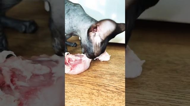 Лысая кошка сфинкс зачем давать сырое мясо смотреть онлайн