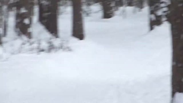Юго Западный лесопарк смотреть онлайн