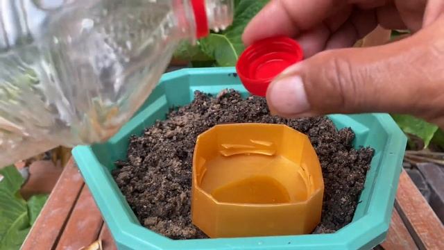 Two month success work / how to grow Cherry with apple fruit fast and easy / top method A DT GARDEN смотреть онлайн