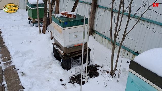 внезапное похолодание на пасеке как помочь пчелам смотреть онлайн
