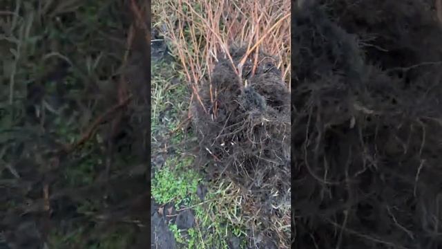 саженцы Малины заказы принимаются во всех регионов 🇰🇬 Кыргызстана действует доставка до дверей смотреть онлайн