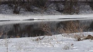 Весенняя охота ! На селезня с подсадной уткой! Охота на северных уток!