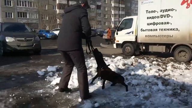 Пёсик и перетяжка каната смотреть онлайн