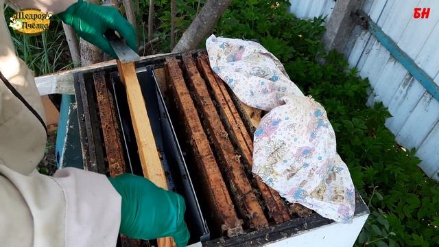 пчеловодство, одну матку не приняли и такое бывает смотреть онлайн