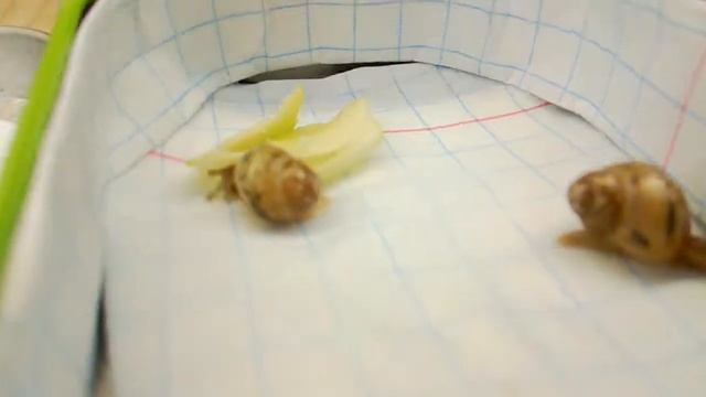 Жизнь новорожденных улиток ахатины.