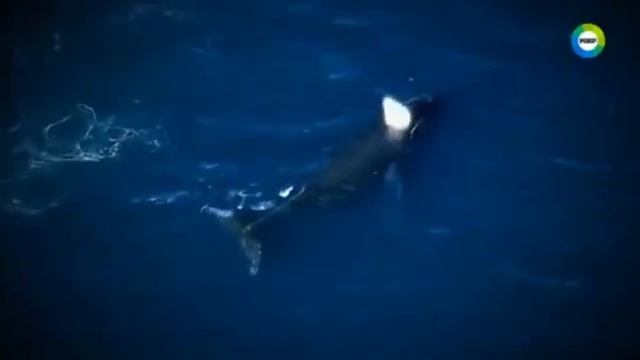 Крым.Ахнете,узнав о секретном объекте под Севастополем.Площадка 75.Что охраняет в/ч 13132К