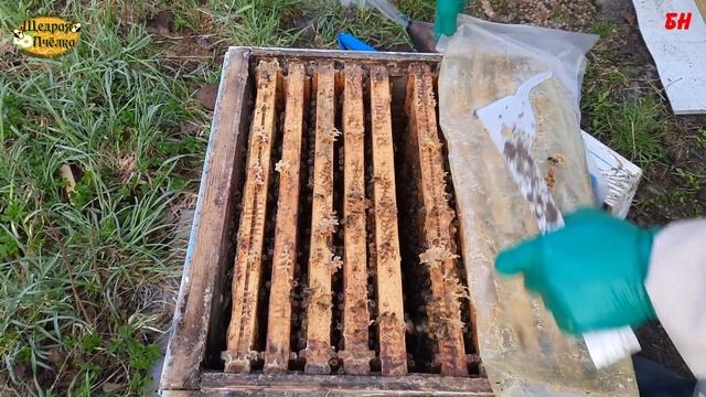 пасека, после зимовки на канди идет стабильное развитие смотреть онлайн