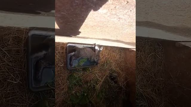 Кролик в жару принимает ванну смотреть онлайн