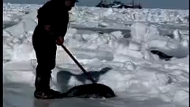 Re:Ryan Suter vs Marian Hossa Feb 18, 2009 смотреть онлайн