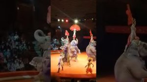 Слоны в цирке