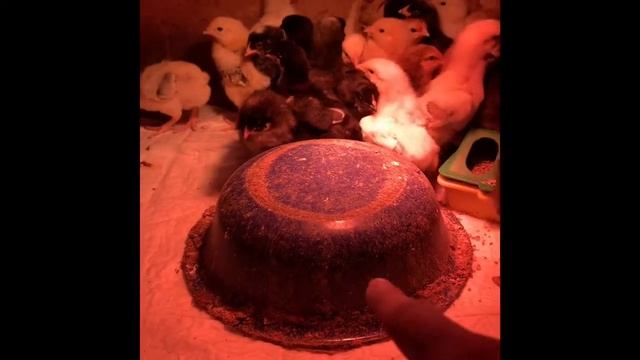 Утки Куры индюшки кролики содержание зимой смотреть онлайн