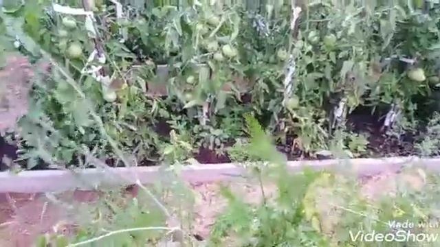 Достроили баню. Расцвели лилии на улице. смотреть онлайн