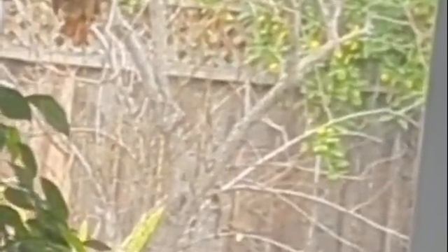 Mini UFO outside my window? смотреть онлайн