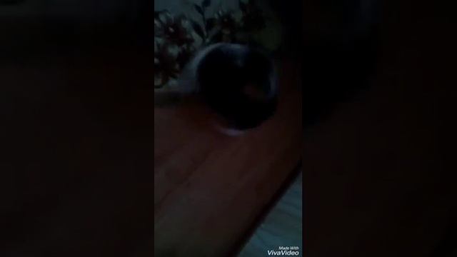 Мой пес злится на свой хвост