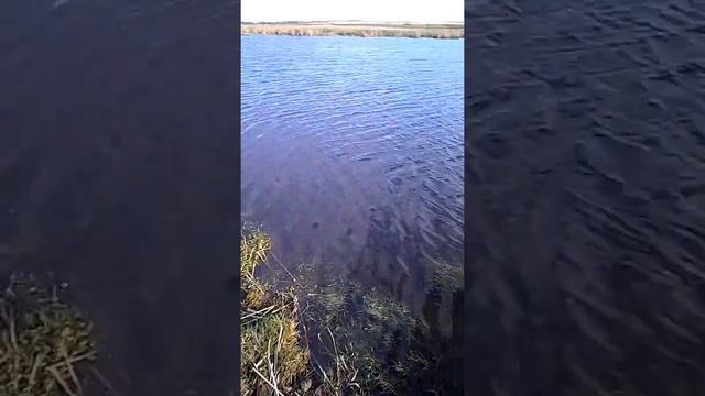 Нету рыбы ( смотреть онлайн