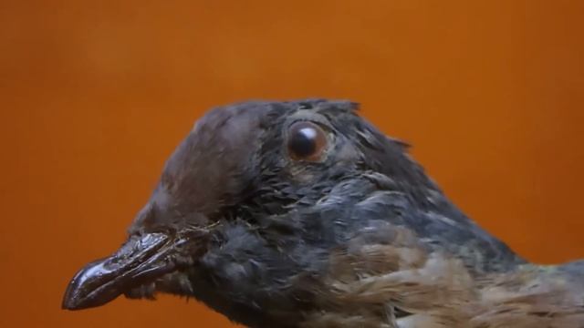 Музейные раритеты господина Х в Дарвиновском музее смотреть онлайн