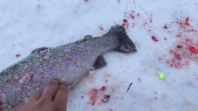 Вип - форель на пасту