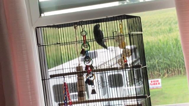 I Opened My Window For My Bird And This Is She Did 😂🤣😍