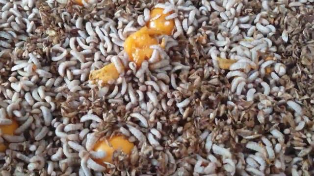 maggots vs goose berry смотреть онлайн