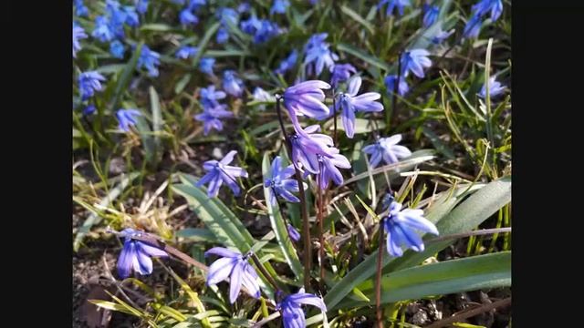 Адлер_виртуальный смотреть онлайн