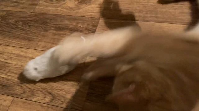 Котёнок Кузя учится ловить мышей смотреть онлайн