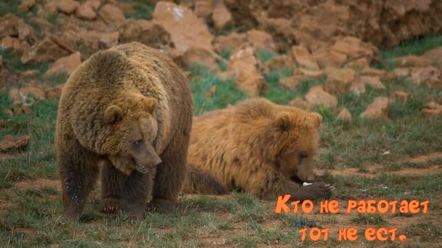 Природа и животный мир. Кто не работает,тот не ест. смотреть онлайн