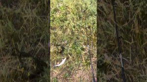 Донная ловля на тюльку , клюет судак и сом .