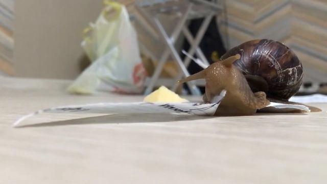 Улитка ест бумагу с аккордами 29 секунд без перерыва