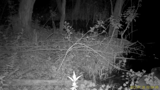 Бобры едят веточки - 2023.07.30 смотреть онлайн