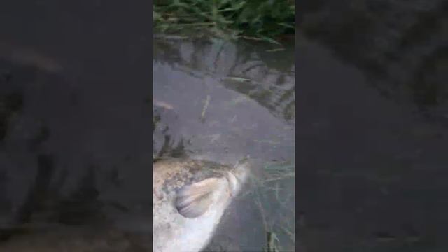 Catfish on the river смотреть онлайн